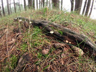 Naklejka na ściany i meble Mushrooms in the forest. Small mushrooms in the forest. Close-up.