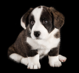 Welsh corgi cardigan puppy studio photo