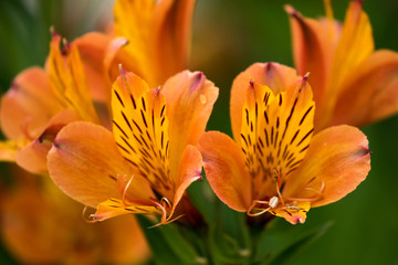 Alstroemeria - Peruvian Lily, Lily of the Incas