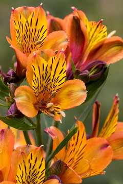 Alstroemeria - Peruvian Lily, Lily of the Incas