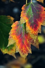 Green Red Yellow leaves detail in fall color