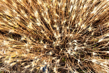 Ripe wheat field from above, natural background and texture