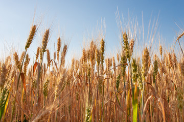 Sunset Landscape. Wheat field. Ears of golden wheat close up.