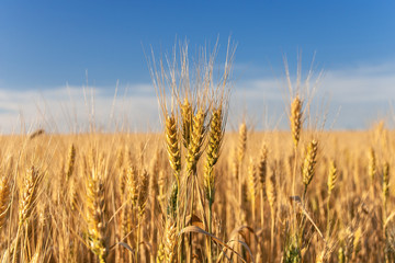 Spikelets of golden wheat on field. Landscape rural on the sunset