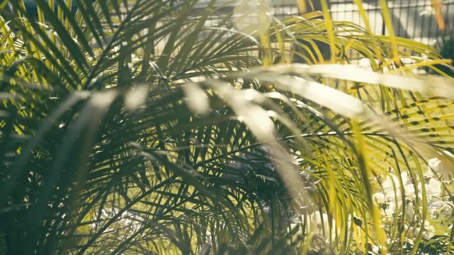 Slow motion B-Roll of a small front yard palm tree in South Central, CA.