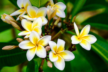 Photo of flowers plumeria