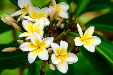 Fotobehang Photo of flowers plumeria © Lianna Art
