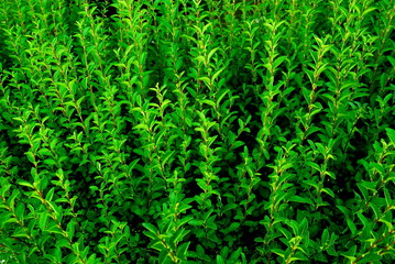 Green leaves fresh wallpaper
