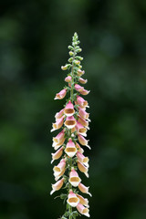 Foxglove Flowers