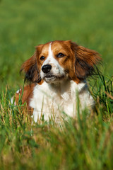 Kooikerhondje in einer Wiese