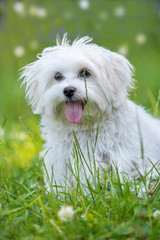 Malteser sitzt in einer Wiese