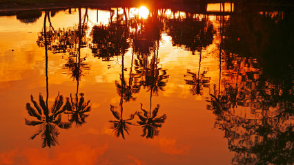 CLOSE UP: Beautiful reflection of palm trees and orange sun on the calm water.