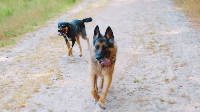 German Shepard and Westpointer with tongs out running up to the camera in forest. Dwingeloo, Netherlands.