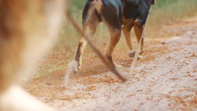 Westpointer Canine dragging leash in the dirt with German Shepard in the Foreground