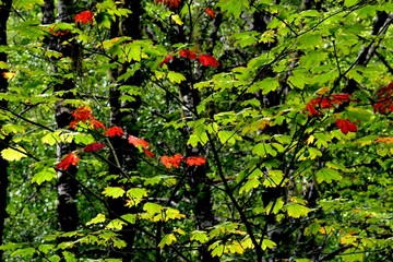 Fototapeta premium Early fall color red leaves among green leaves
