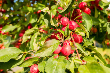 small ripe apples on a sunny day on a tree