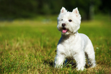 West Highland White Terrier steht in einer Wiese