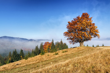 Fototapeta premium Autumn landscape with morning fog on hills mountain and lonely beech tree.