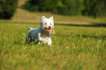 Rennender West Highland White Terrier apportiert Frisbee