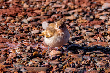 Geositta punensis - Minero de la puna 