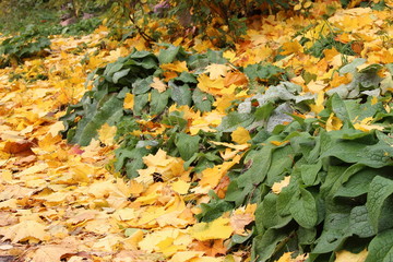 Autumn, October, leaf fall - bright yellow maple leaves cover green grass with large leaves