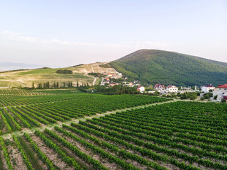 Fototapeta na wymiar Aerial view of a vineyard hills landscape with roads at sunset