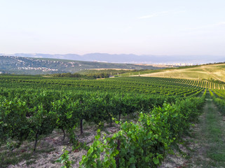 Fototapeta na wymiar Aerial view of a vineyard hills landscape with roads at sunset