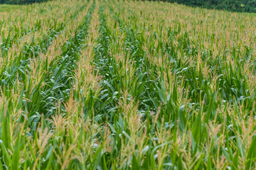 Maisfeld Nahaufnahme