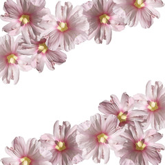Beautiful floral background of pink mallows 