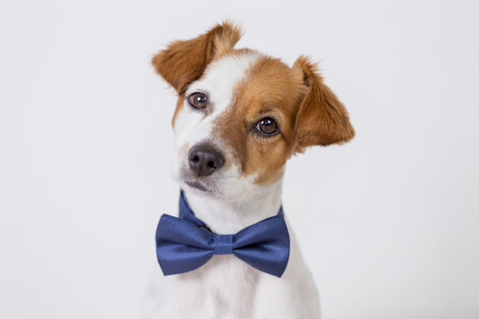 portrait of a cute young small white dog wearing a modern blue bowtie. White background. Pets indoors