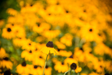 Black Eyed Susans - Shallow Depth of Field