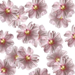 Beautiful floral background of pink mallows 
