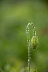 FLOWERS -  poppy on a green background after a rain