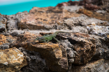Lizzard