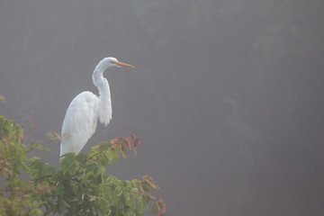 A white heron perched on a small tree on a foggy morning
