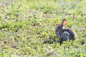 Naklejka na ściany i meble A small rabbit in a field 