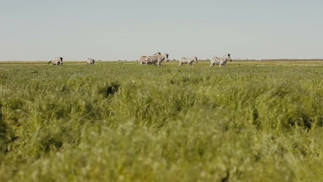 A herd of zebras is grazing in the steppe. Grass is moving on the wind.