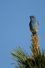 A mountain bluebird perched on the tip of tree branch against a blue sky, vertical