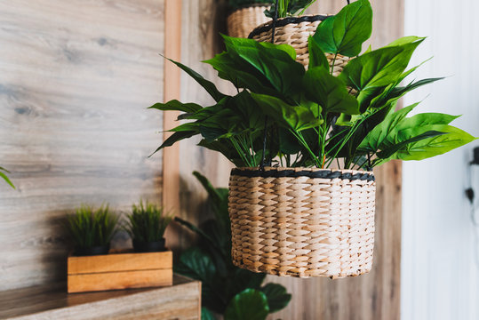 Modern potted evergreen artificial plants used in interior decoration