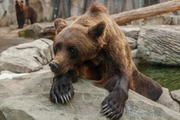 head of a beautiful brown bear