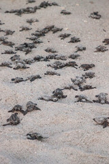 Hatchling bébé tortues caouannes Caretta caretta sortir de leur nid
