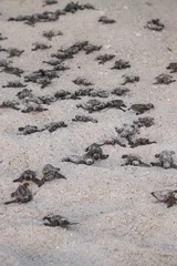 Foto auf Acrylglas Schildkröte Junge Unechte Karettschildkröten Caretta caretta klettern aus ihrem Nest