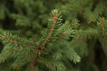 pine
