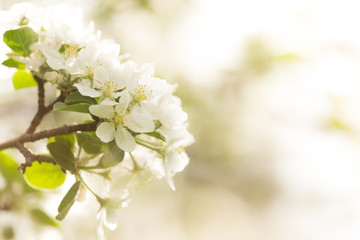 A close up of white apple blossoms in spring