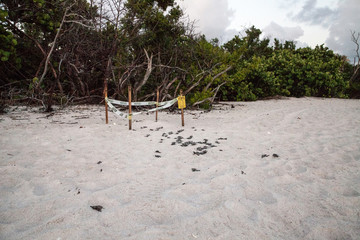Fototapeta premium Hatchling baby loggerhead sea turtles Caretta caretta climb out of their nest