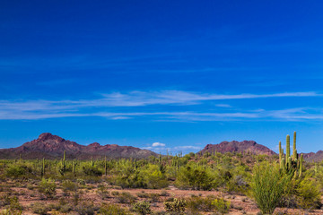 Arizona's Sonoran desert in springtime. Saguaro cacti and other native plants are green from recent rain; rocky hills in the distance, with blue desert sky and wispy clouds in the background. 