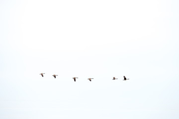 A row of Canada geese flying in formation