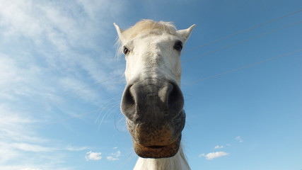 Caballo vista frontal desde abajo © Antonio