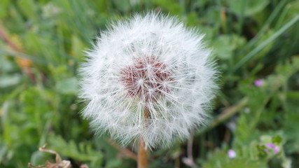 Obraz premium Diente de León Primer plano