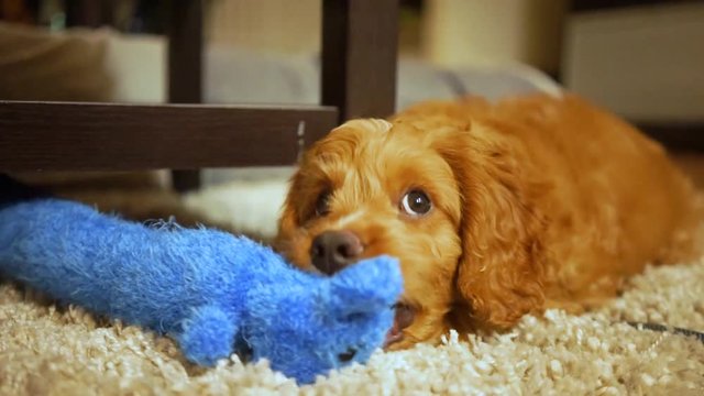 Adorable labradoodle puppy playing with a blue stuffed dog toy